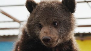 Дынька и Арбузик: спасенная медведица вышла на прогулку с другом-овчаркой