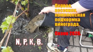 Первая весенняя подкормка винограда | Виноград