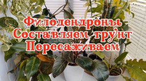Составляем грунт для филодендронов и пересаживаем