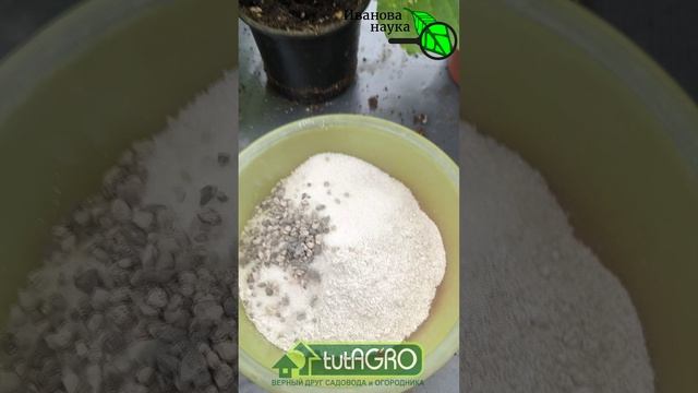 Забудьте про навоз и крапиву! 1 компонент в лунку — огурцы прут как бешеные. Лучшая заправка лунки.