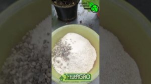 Забудьте про навоз и крапиву! 1 компонент в лунку — огурцы прут как бешеные. Лучшая заправка лунки.