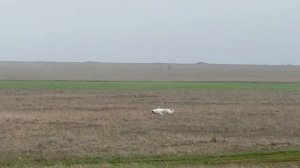 ALFA DES CABANES TCHANQUEES. Галоп.