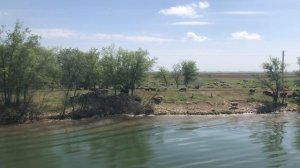 Овечки на Волго-Донском канале