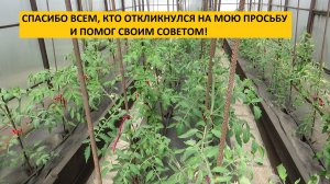 Проблемы с рассадой томатов? Что делать? Иногда нужно просто немного подождать! 13 мая 2026.