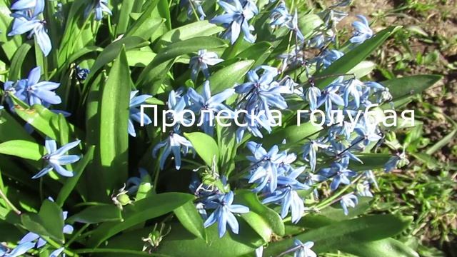 7 весенних первоцветов, цветущих в начале мая