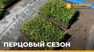 В Павловке аграрии высаживают засухоустойчивые овощные культуры