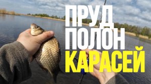 | На такое способен только мормышинг | Ловля карася | Поймал 6 видов рыб |
