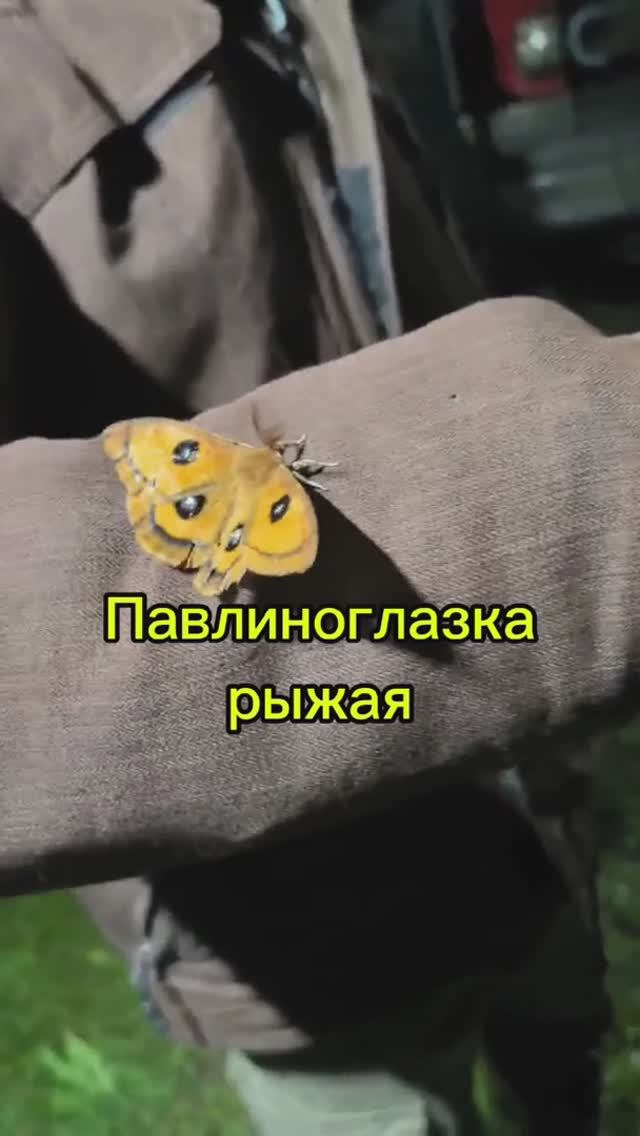 Павлиноглазка рыжая