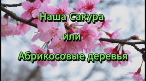 Наша Сакура или Абрикосы