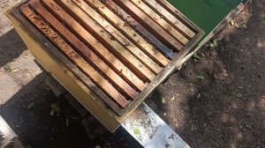 Привился , приём отличный.