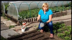 Как избежать УРОДЛИВОЙ моркови!