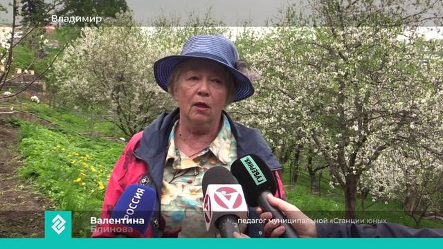 Марафон «Возродим Владимирскую вишню» стартовал в Патриаршем саду