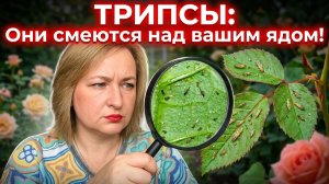 ТРИПСЫ НА РОЗАХ: Почему химия НЕ ПОМОГАЕТ? (Главная ошибка)