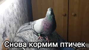 13-05-2026. Снова кормим птичек.
