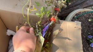 Новые жители моего сада💐🌿💐🌿💐