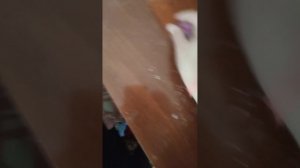 1000051950.mp4