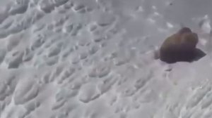 🐻 Пилот вертолёта на Аляске заснял огромного медведя гризли на вершине горы высотой 2 км
