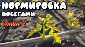НОРМИРОВКА ВИНОГРАДА ПОБЕГАМИ. Этап 2.