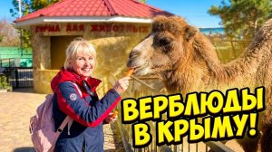 Наши приключения в парке львов Тайган» Гамадрил Джони в бешенстве