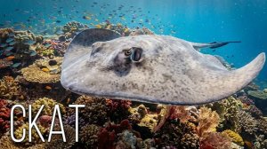 Скаты: Почему Их Называют «Морские Дьяволы» и Опасны Ли Они Для Человека На Самом Деле?
