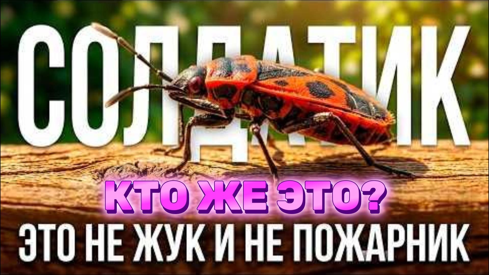 Жук-солдатик он не жук и не пожарник. Кто на самом деле живёт на вашем заборе?