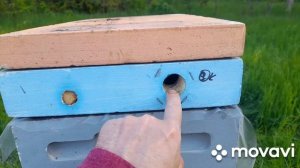 РОИ, ЛОВУШКИ, ПРАЗДНИКИ, МАЙ 7.05.2026🐝#пчелы #пчеловодство #пасека
