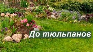 Первоцветы: что цветет в саду, пока не распустились тюльпаны