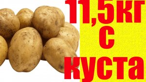 Картошки урождается 2 ведра с куста если кинуть это при посадке в лунку!
