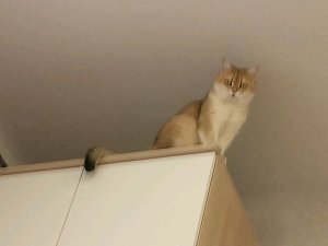 готовлю завтрак в домашних условиях