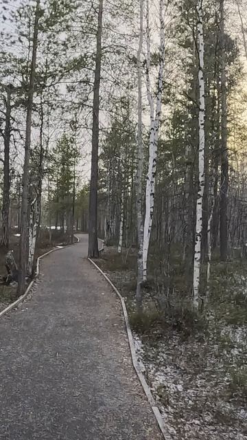 Катаюсь по заснеженному лесу