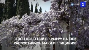 Сезон цветений в Крыму- на ЮБК распустились маки и глициния
