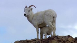 Национальные парки Америки. Арктические врата _ America's National Parks. Gates of the Arctic