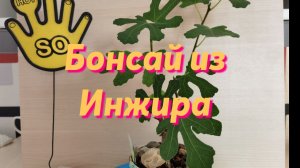 Бонсай из Инжира