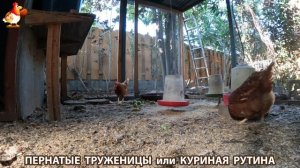 Куриная рутина – что делают куры на выгуле 😂 эпизод (163)