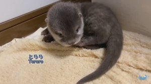 Детёныш выдры Baby Otter ч. 2