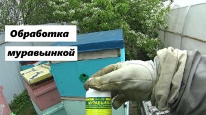 Обработка пчелиных семей муравьинкой