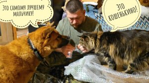 Пёс Кубик, кошка Морошка и Артём распаковывают подарки от феи-крёстной Ирины. Треугольник кродётса