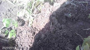 Использование компоста: удобрение растений