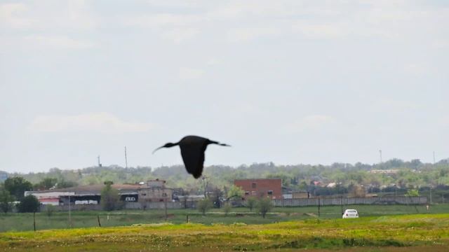 Птичье царство в окрестностях реки Маныч смотреть онлайн