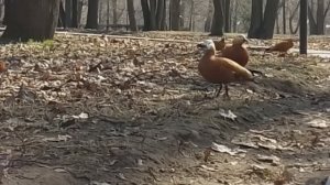 Зарисовка из жизни уток и голубей. Март, Москва, Лефортово