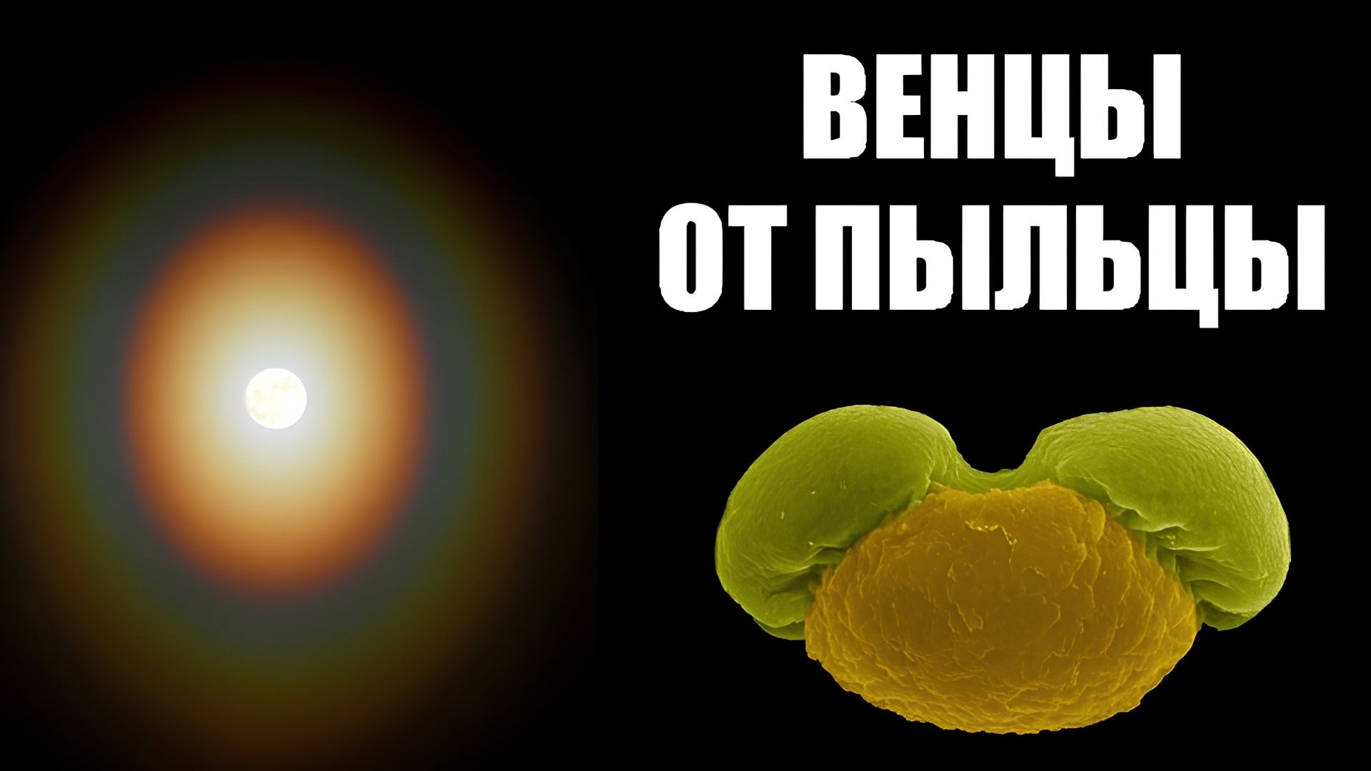 Венцы от сосновой пыльцы