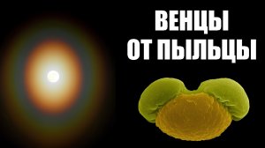 Венцы от сосновой пыльцы