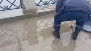 Операция «Утята»: в Уфе спасатели вытащили малышей из ливневки и вернули маме-утке.