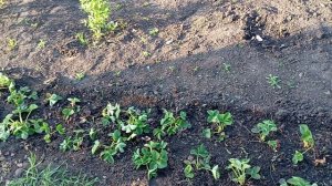 Почти середина мая,что успела сделать в огороде.