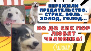Почему они нас прощают Парадокс преданности