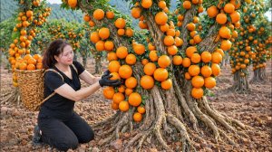 Сбор урожая диких апельсинов на продажу | Сладкие апельсины быстро раскупили на деревенском рынке.