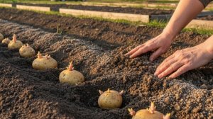 Посадили картофель, собрали первый урожай огурчиков и грибов