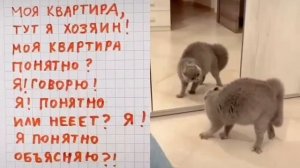 Кошачье