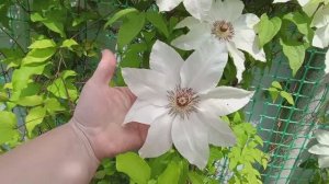 Море укропа🍀🍀 Клематисы цветут🌸 Кампсис погиб 😎 работы валом😁