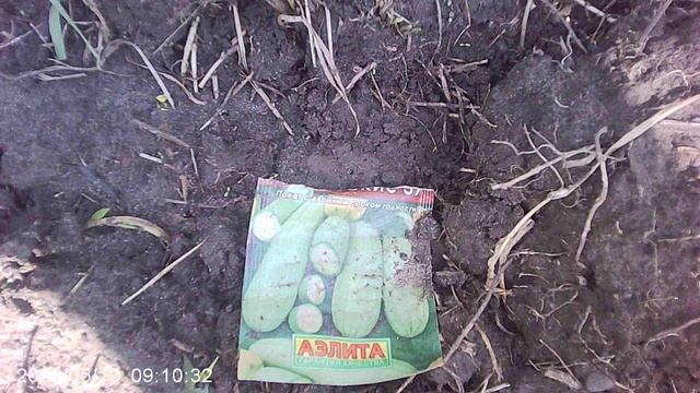 Наш ассортиментный посев кабачков